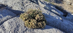 Ericameria cuneata spathulata