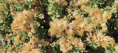 Ericameria cuneata spathulata