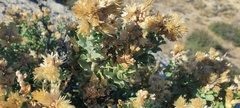 Ericameria cuneata spathulata