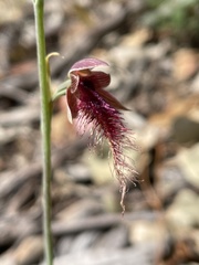 Calochilus gracillimus
