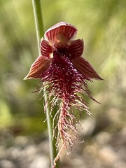 Calochilus gracillimus
