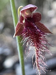 Calochilus gracillimus