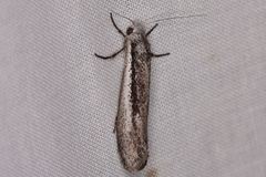 Mesopherna palustris