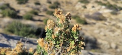 Ericameria cuneata spathulata