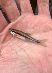 Clinostomus funduloides