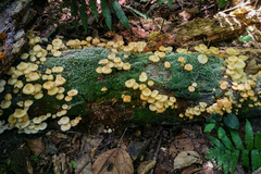 Tricholomopsis aurea