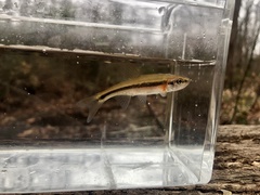 Clinostomus funduloides