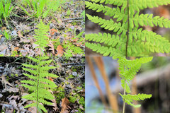 Thelypteris palustris pubescens