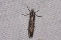 Mesopherna palustris