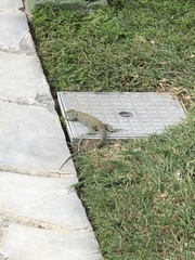 Pholidoscelis plei