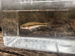 Clinostomus funduloides