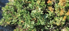 Ericameria cuneata spathulata