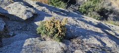 Ericameria cuneata spathulata