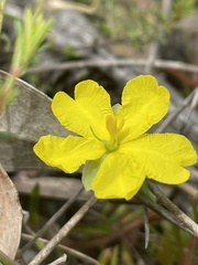 Hibbertia puberula