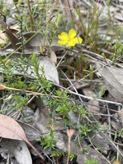 Hibbertia puberula