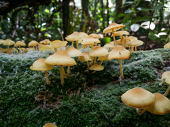 Tricholomopsis aurea