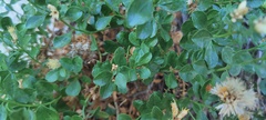 Ericameria cuneata spathulata