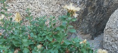 Ericameria cuneata spathulata