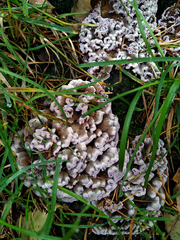 Chondrostereum purpureum