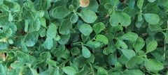 Ericameria cuneata spathulata