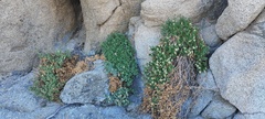 Ericameria cuneata spathulata