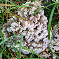 Chondrostereum purpureum