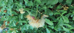 Ericameria cuneata spathulata