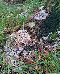 Chondrostereum purpureum