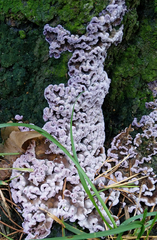 Chondrostereum purpureum