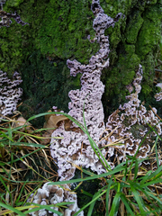 Chondrostereum purpureum