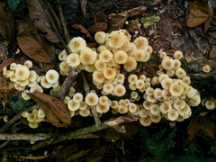 Tricholomopsis aurea