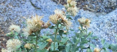 Ericameria cuneata spathulata