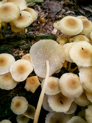 Tricholomopsis aurea