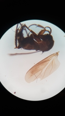 Cawthronia nigra