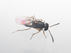 Encyrtinae
