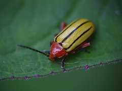Disonycha stenosticha