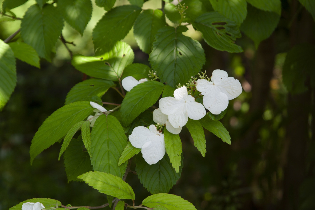Japanese snowball, photo 3