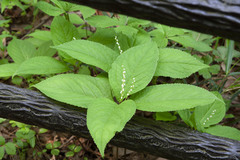 Chloranthus serratus