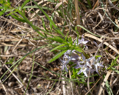 Amsonia ciliata texana