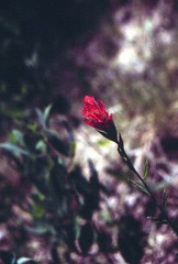 Castilleja miniata miniata