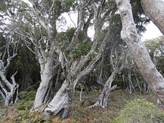 Phormium cookianum