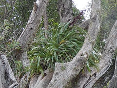 Phormium cookianum