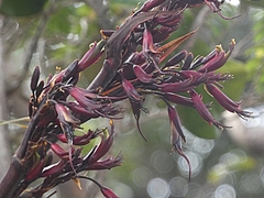 Phormium cookianum