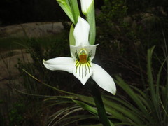 Chloraea longipetala