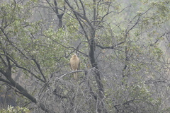 Daptrius chimango chimango