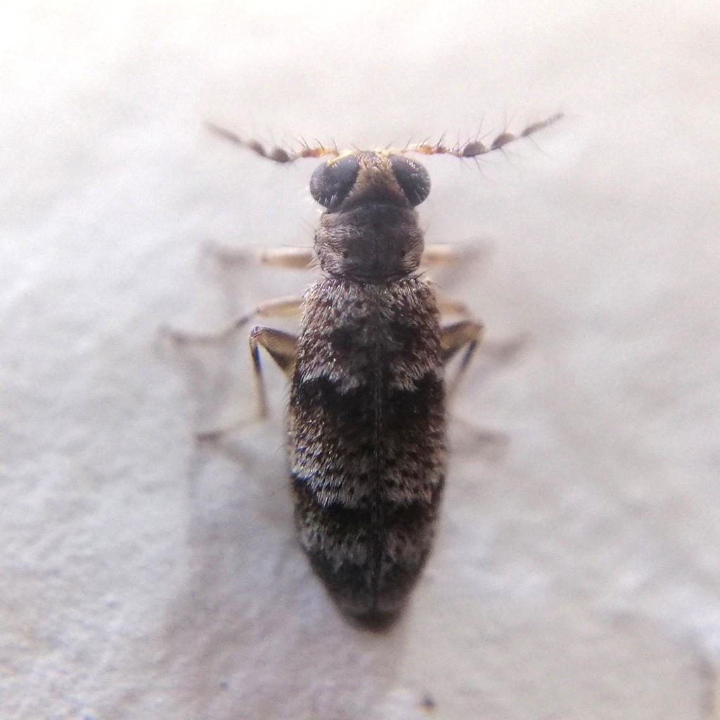 Plocamocera