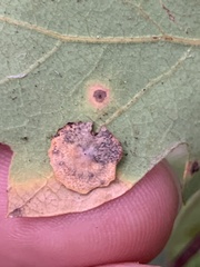 Andricus pattersonae