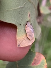 Andricus pattersonae