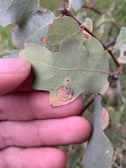 Andricus pattersonae