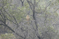 Daptrius chimango chimango